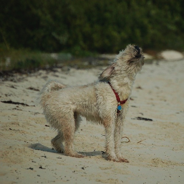 Farley barking from shore